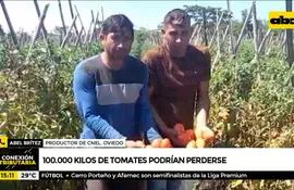 Tomates en crisis, unos 100.000 kilos podrían perderse