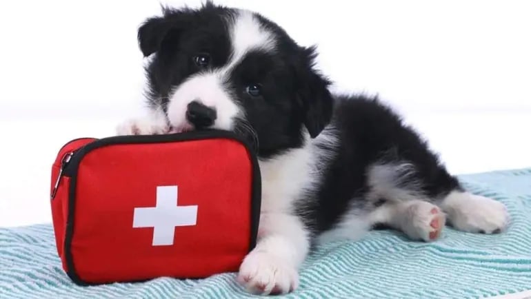 Cuando nuestras mascotas sufren algún tipo de accidente es importante administrarles los primeros auxilios y luego acudir urgentemente al centro veterinario.