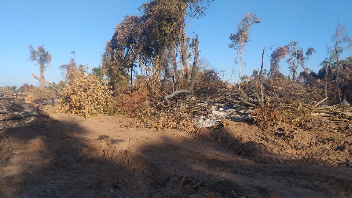 Tumban y queman los arboles