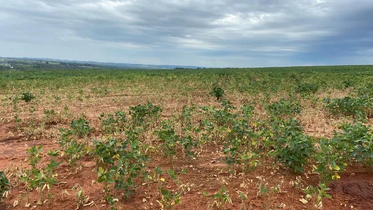 Cultivo de soja, en Canindeyú, al 10 de diciembre de 2021, muy afectado por la sequía. Foto gentileza de la APS.