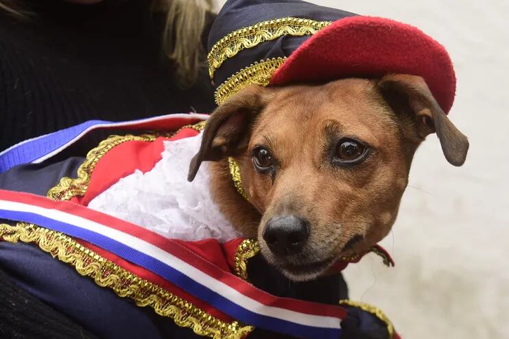 Imagen de archivo e ilustrativa: un perro con ropas alusivas a las fiestas patrias por la independencia nacional.