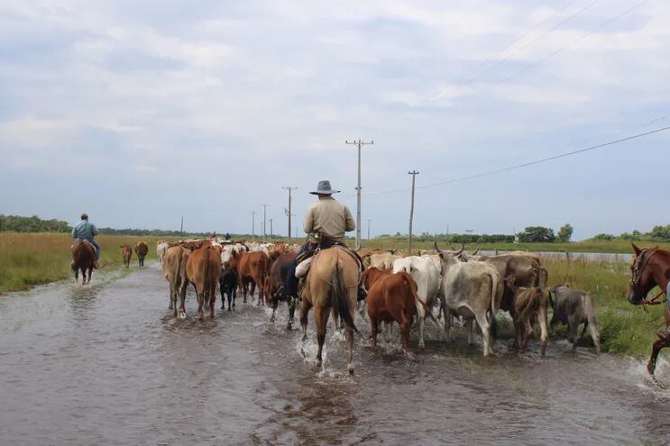 Pequeños ganaderos trasladan sus animales en un lugar más alto debido a las inundaciones de los campos en la zona de Guazucuá.