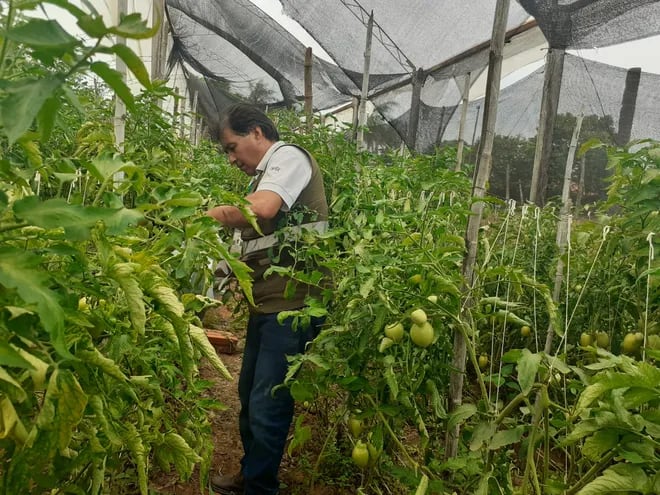 Un inspector del Senave, verifica la sanidad de un cultivo de tomate, en el marco del monitoreo sobre el virus rugoso del tomate.
