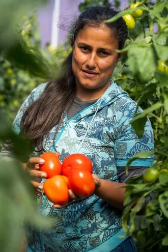 Delia Torres, presidenta del “Comité de Horticultores Ayolenses”, mostrando los tomates producidos en esta cosecha.