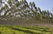 En Paraguay existen inversiones muy exitosas con relación a la reforestación y su posterior extracción  para venta como biomasa.