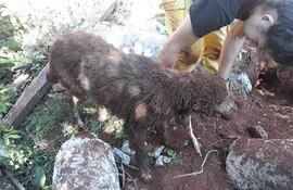 Bomberos rescataron a un perro que aparentemente fue enterrado vivo