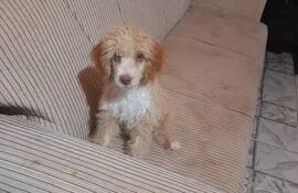"Choco", el pequeño perro que murió electrocutado en la ciudad de Limpio.