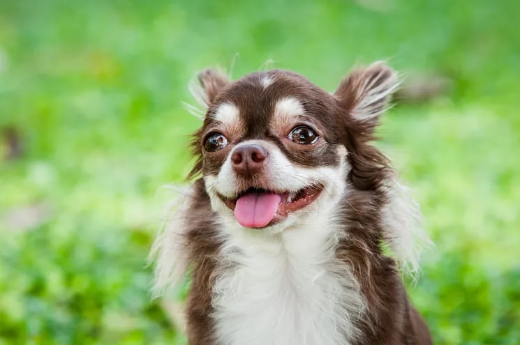 Perro de raza Chihuahua