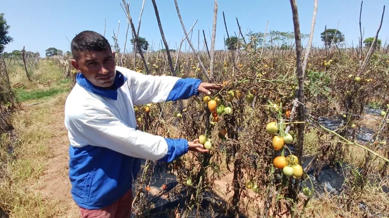 Productores registran pérdida de unas 500.000 plantas de tomate y otras 200.000 de locote.