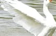 patos-y-gansos-son-la-atraccion-de-los-visitantes-del-parque-u-guasu-211717000000-1532169.jpg
