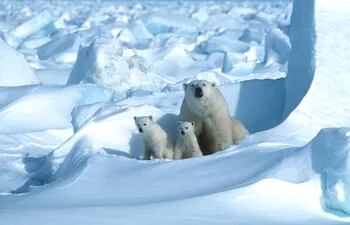 Osos polares en el Mar de Hielo, al noreste de Prudhoe Bay, Alaska.