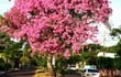 lapachos-florecen-en-el-sur-y-dan-la-bienvenida-a-la-estacion-primaveral-03258000000-603390.jpg