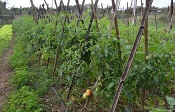 La última lluvia registrada en Misiones permitirá la recuperación de las hortalizas y de los rubros agrícolas.