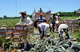 estos-productores-trabajan-exclusivamente-para-alistar-las-cajas-que-seran-enviadas-al-mercado-argentino--195939000000-1534861.jpg
