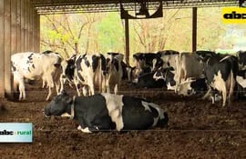 Orégano en vacas para mitigar gases de efecto invernadero