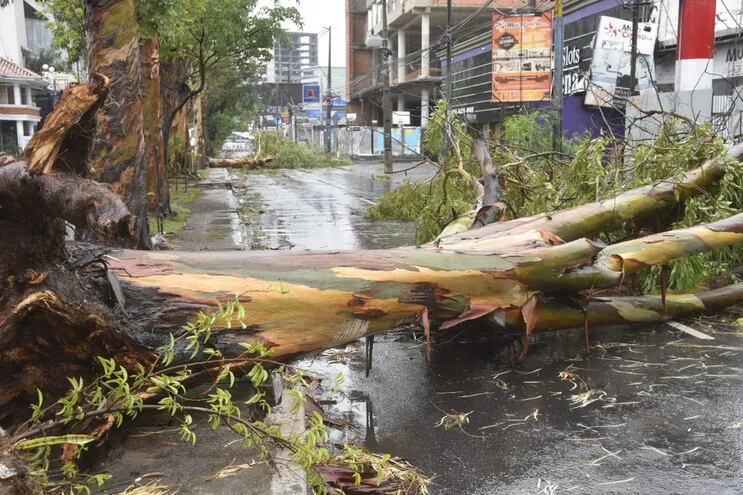 Los árboles no resistieron el paso de la tormenta con 100 km/h, situación que imposibilita el tránsito en algunas calles de Asunción.