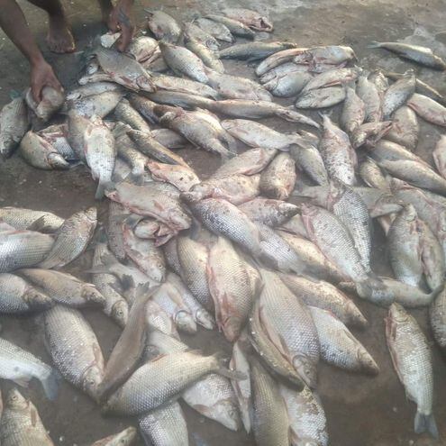 Gran cantidad de peces muertos a orillas del río Tebicuarymí en Itapé.