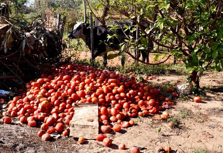 Las vacas ya están hartas  de  tanto comer tomates en Arroyos y Esteros, dijeron los productores.