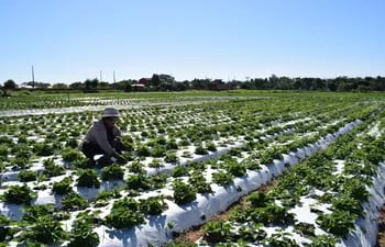 Esperanza Rolón, productora de frutilla y verduras de Areguá, manifestó que cada año invierten entre G. 10 a G. 15 millones, para poder cultivar.