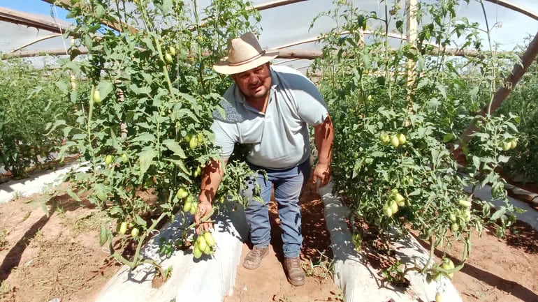 El Productor Silvio Riveros mostrando su producción de tomate.