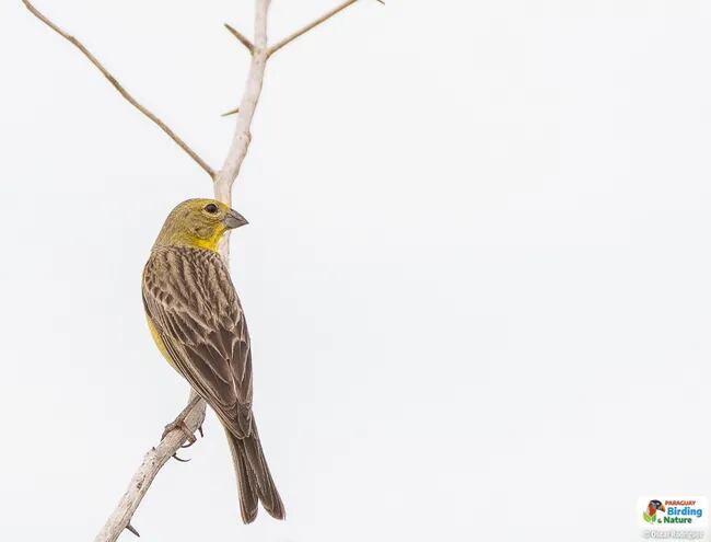 Chipíu (Sicalis luteola luteiventris), fotografía gentileza de Oscar Rodríguez (Paraguay Birding & Nature)