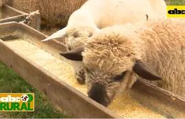Abc Rural: Suplementación especial para hembras ovinas