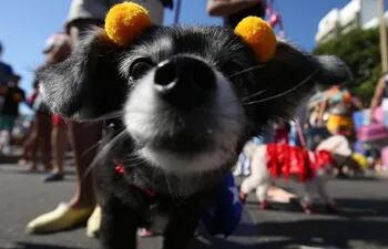 perros-celebran-el-carnaval-en-rio-de-janeiro-y-ladran-contra-su-abandono-152020000000-1556293.JPG