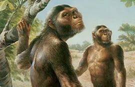 Australopithecus africanus, imagen ilustrativa.
