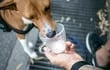 Un perro toma leche de la taza de un humano.
