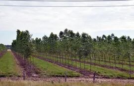 Cultivos de eucalipto en la zona de Maciel del departamento de Caazapá. Son una fuente de ingreso para numerosos habitantes de la zona.