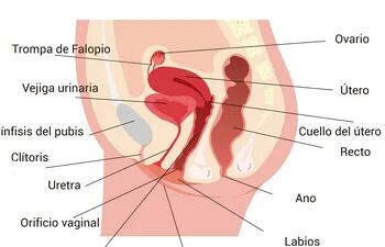 Organo reproductor femenino