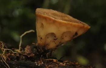 Un grupo de científicas paraguayas redescubrió un hongo llamado “Rickiella edulis”, catalogado en peligro de extinción. Esta especie comestible no era vista en Paraguay desde el año 1.897