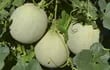 el-cultivo-de-melon-en-sistema-mulching-es-mucho-mas-rentable-que-a-campo-abierto--211331000000-1563581.jpg