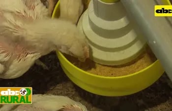 Abc Rural: Ventajas de un galpón automatizado para cría de aves