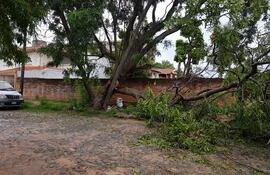 Desde hace más de una semana los vecinos de la zona comprendida entre las calles Ciudad de Corriente y Pastor Filártiga de Asunción, reclaman a la Municipalidad el retiro de un árbol caído.