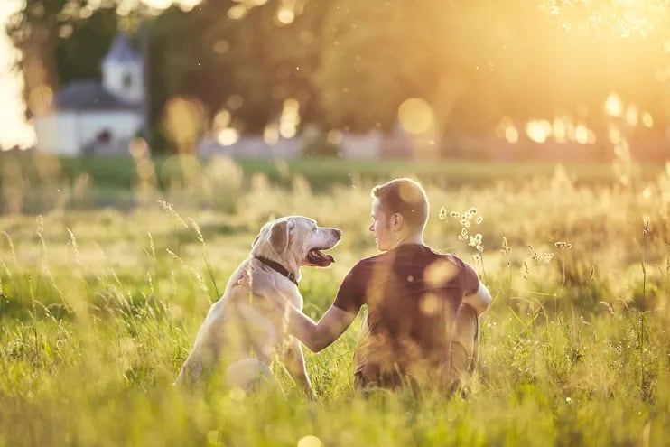 Los perros, siendo animales altamente sociales, tienden a desarrollar lazos fuertes con los miembros de su “manada”, que en muchos casos incluyen a los seres humanos.