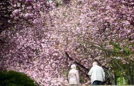 dos-personas-mayores-observan-cerezos-en-flor-en-un-jardin--21158000000-1830264.jpeg