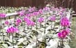 orquideas-producidas-en-el-centro-expo-flora-de-caacupe-donde-hoy-se-inicia-una-feria--214951000000-1572266.jpg