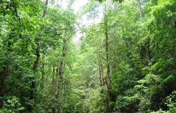 estudio-del-catie-y-fao-muestra-como-el-manejo-forestal-sostenible-contribuye-a-las-estrategias-redd--84504000000-1596512.jpg