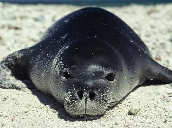 Pixie, una foca gris regordeta, rueda al agua para recuperar el pescado que le dejaron para su almuerzo. Es una de las cientos de focas rescatadas en la isla escocesa de Shetland tras ser víctimas de los microplásticos y las sustancias químicas.