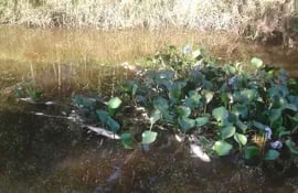 Masiva mortandad de peces se registró en el arroyo Paso Irala de Quiindy