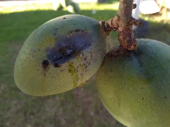 Durante esta temporada del año se reporta una importa infestación de los frutos del mango.
