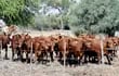 Además de los bajos precios del ganado, los productores del Chaco fueron afectados este año por una larga y aguda sequía.