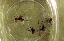 Varias arañas fueron encontradas por los vecinos del hombre fallecido tras una picadura en la ciudad de Luque.