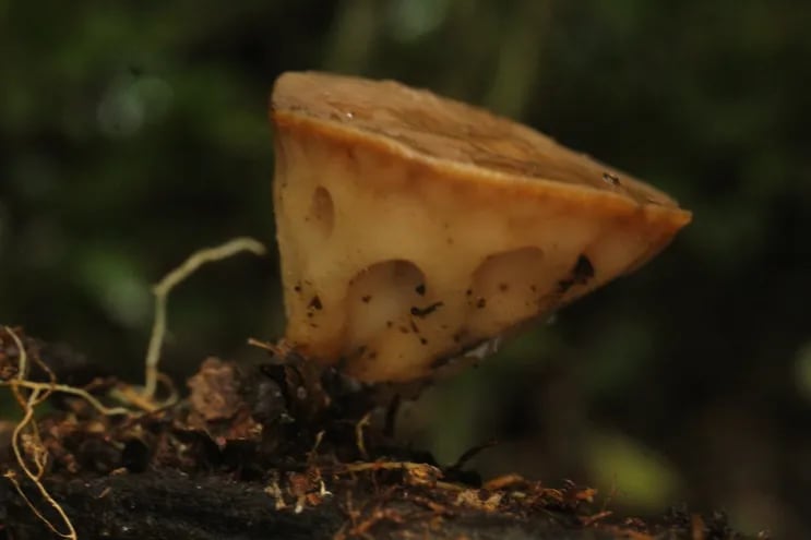 Un grupo de científicas paraguayas redescubrió un hongo llamado “Rickiella edulis”, catalogado en peligro de extinción. Esta especie comestible no era vista en Paraguay desde el año 1.897