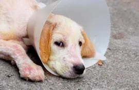 La dermatitis canina es una inflamación superficial de la piel, caracterizada por rubor o enrojecimiento, calor, hinchazón, dolor o aumento de la sensibilidad y alopecia (perdida de pelo) en la zona afectada, dicen los veterinarios.
