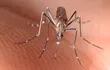 Una hembra adulta de un Aedes aegypti, el mosquito transmisor del dengue y la fiebre amarilla.