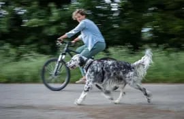 si-durante-el-paseo-en-bicicleta-el-perro-no-va-atado-a-la-correa-es-importante-no-perderlo-de-vista--83047000000-1713906.jpeg