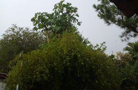 Llega un poco de lluvia en la zona de San Pedro.