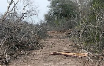 preservar-el-chaco-pasa-por-detener-hoy-la-deforestacion-crear-corredores-biologicos-es-una-alternativa-de-proteccion--210844000000-1794955.jpg